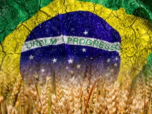 campo-trigo-solido-arido-brasil